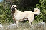KANGAL 040